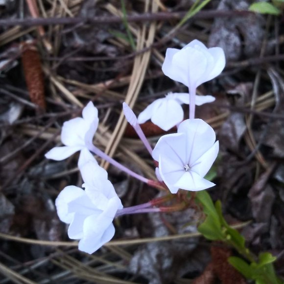 Meet your Posher, Elaine - Picture 1 of 2